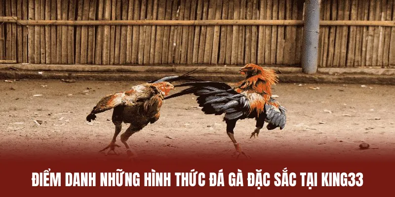 Điểm danh những hình thức đá gà đặc sắc tại King33