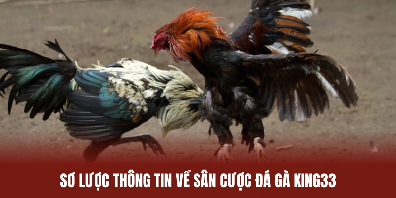 Sơ lược thông tin cần nắm về sân cược đá gà King33